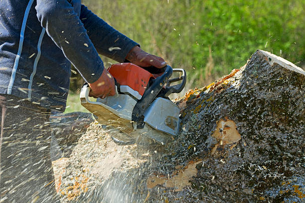 Trusted Grayson, CA Tree Services Experts